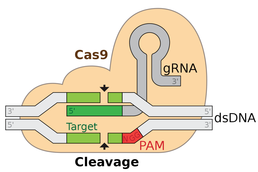 crispr-cas9系统:sgrna的设计及质粒构建