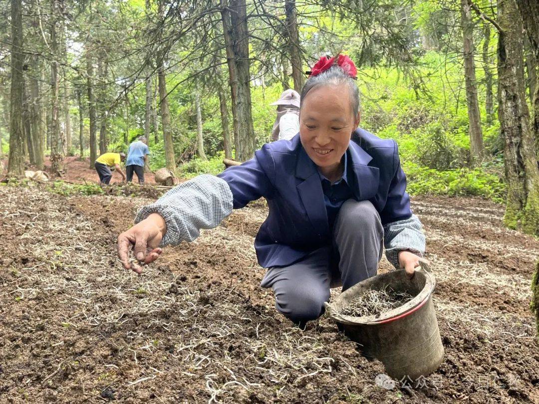林下生"金"!我市大力发展林下经济助农增收