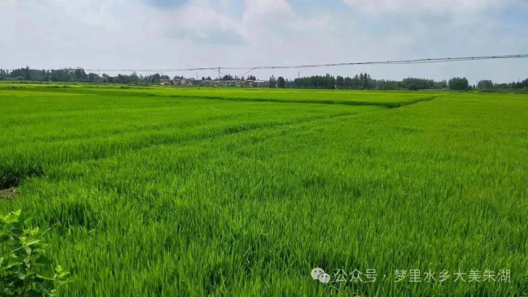 梅赞┃初夏朱湖