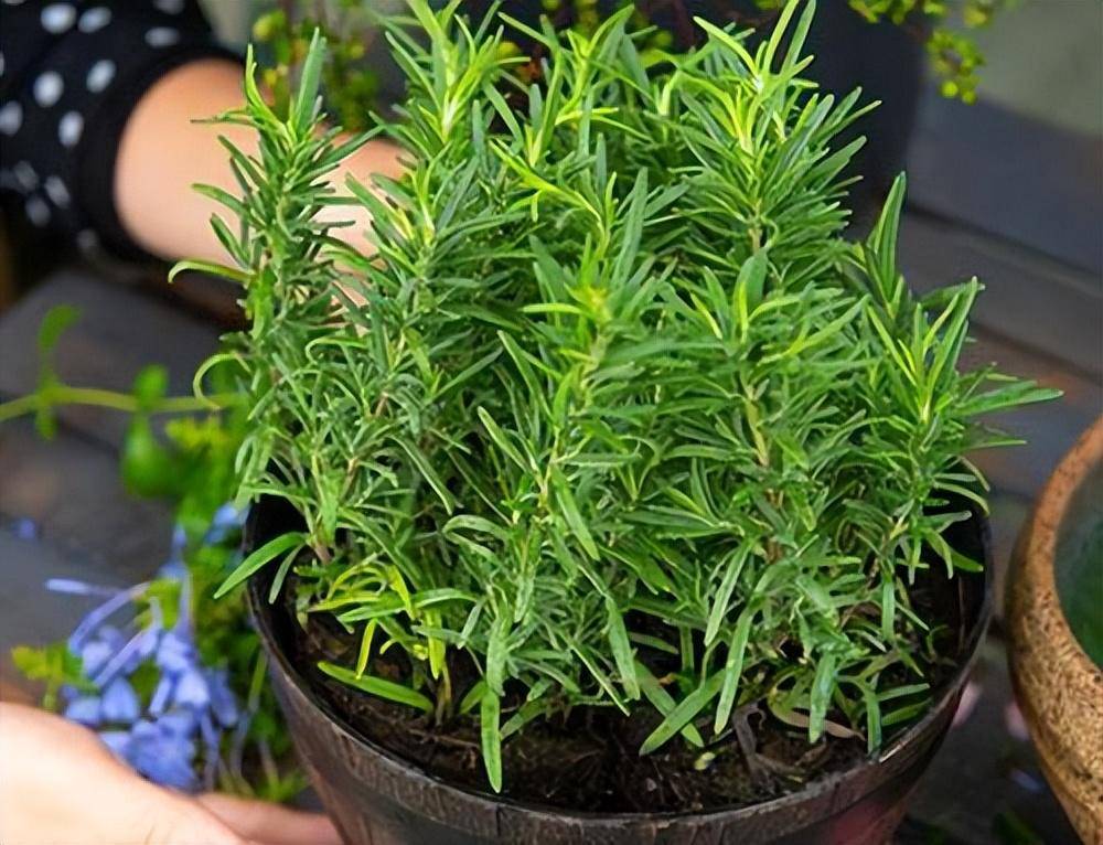 迷迭香怎么养?记住一点,枝繁叶茂长势旺盛,叶子摘不停吃不完