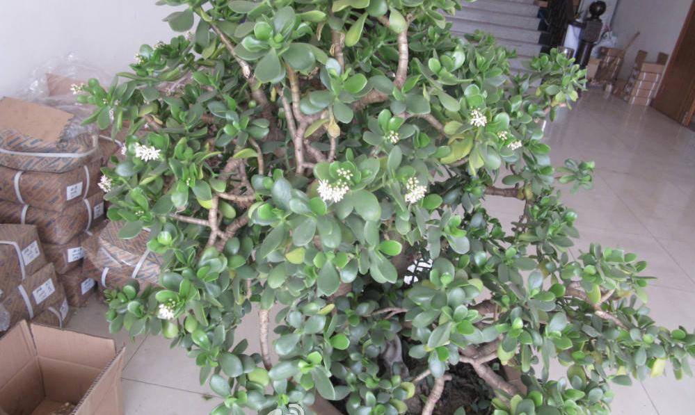 养好玉树,做到一多一少,枝叶肥厚壮实油绿,年年旺盛生长