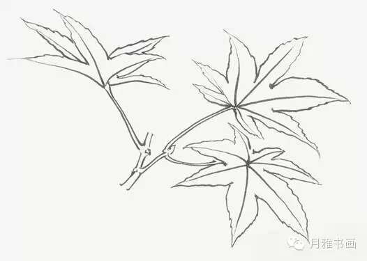 画叶一般从叶身画起,也有从叶柄画起,如何落笔,视顺手与否而定.