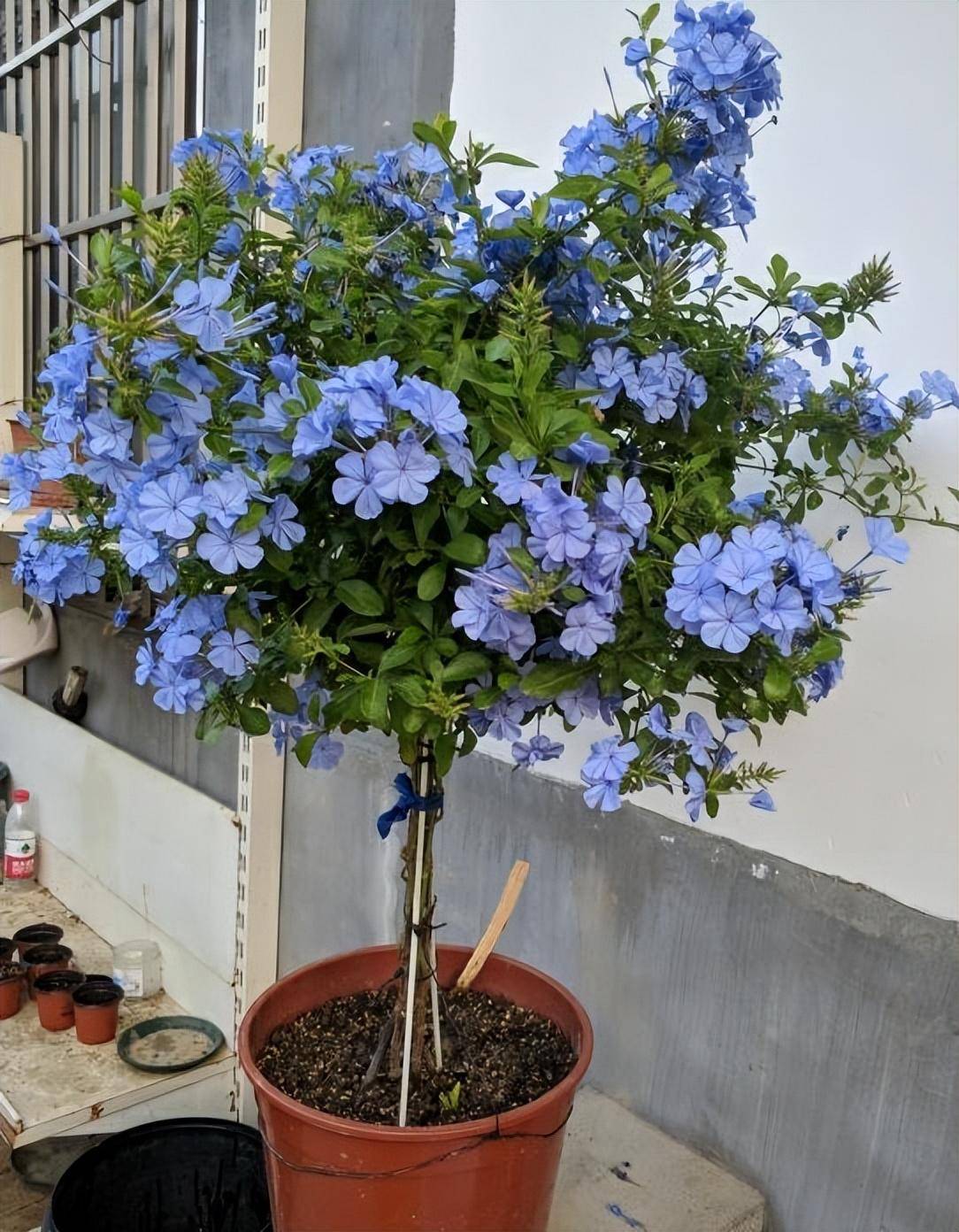 夏天阳台养一盆它,抗热耐晒不停开花,花朵数不清,阳台如花海_蓝雪花
