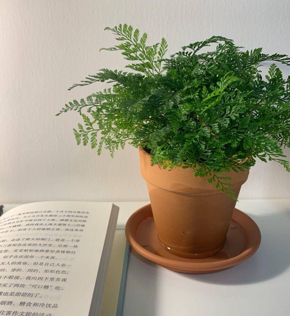 室内光照不足,就养4种耐阴绿植,枝叶翠绿茂盛,有精神有活力