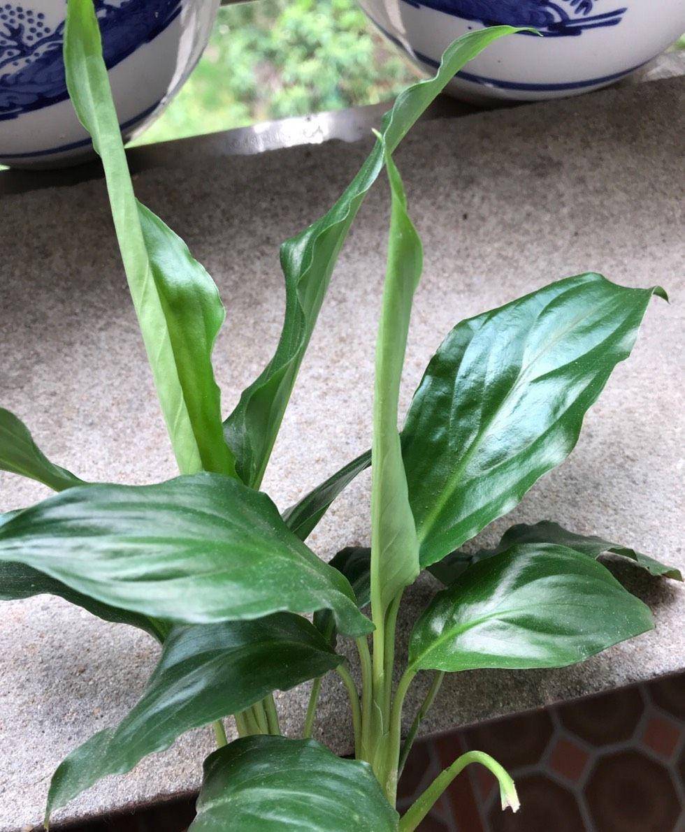 室内光照不足,就养4种耐阴绿植,枝叶翠绿茂盛,有精神有活力