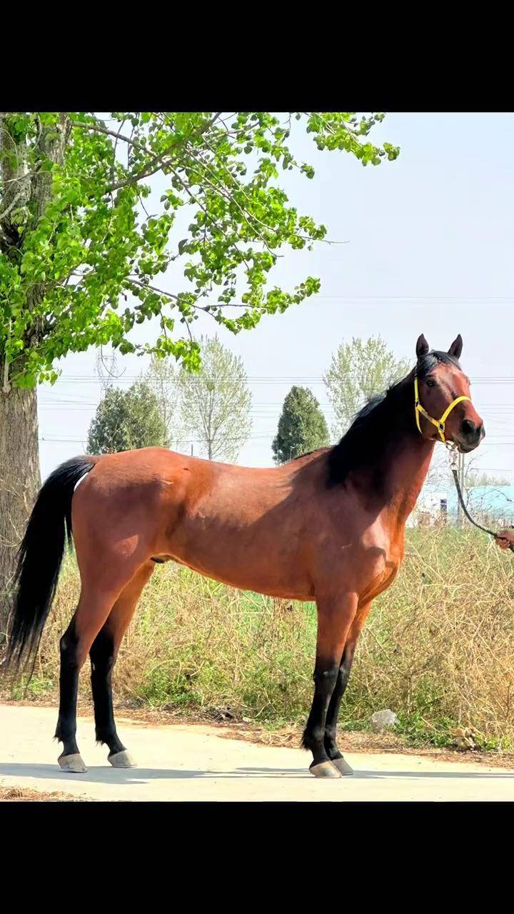 盎格鲁 阿拉伯马的魅力 五岁骟马,肩高1.58米