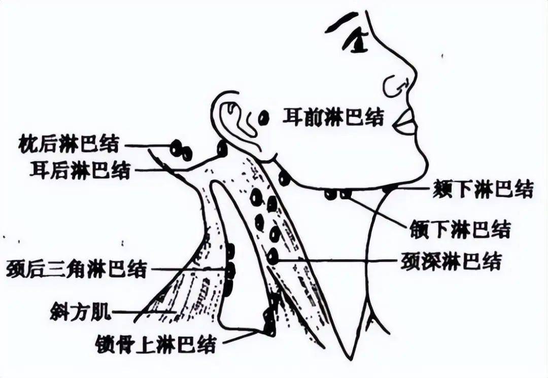 淋巴系统是身体累计毒素的重要器官,保养淋巴就相当于在为我们身体