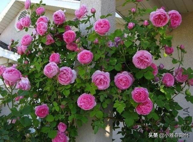 有屋顶花园,就养这4种花,好看好养,开花多,开成一个小花园!