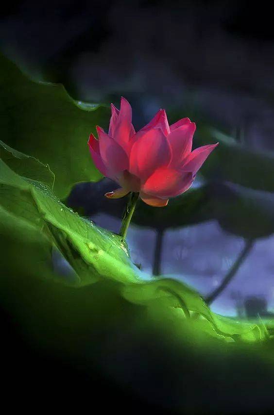 工笔素材:一组美丽的荷花!