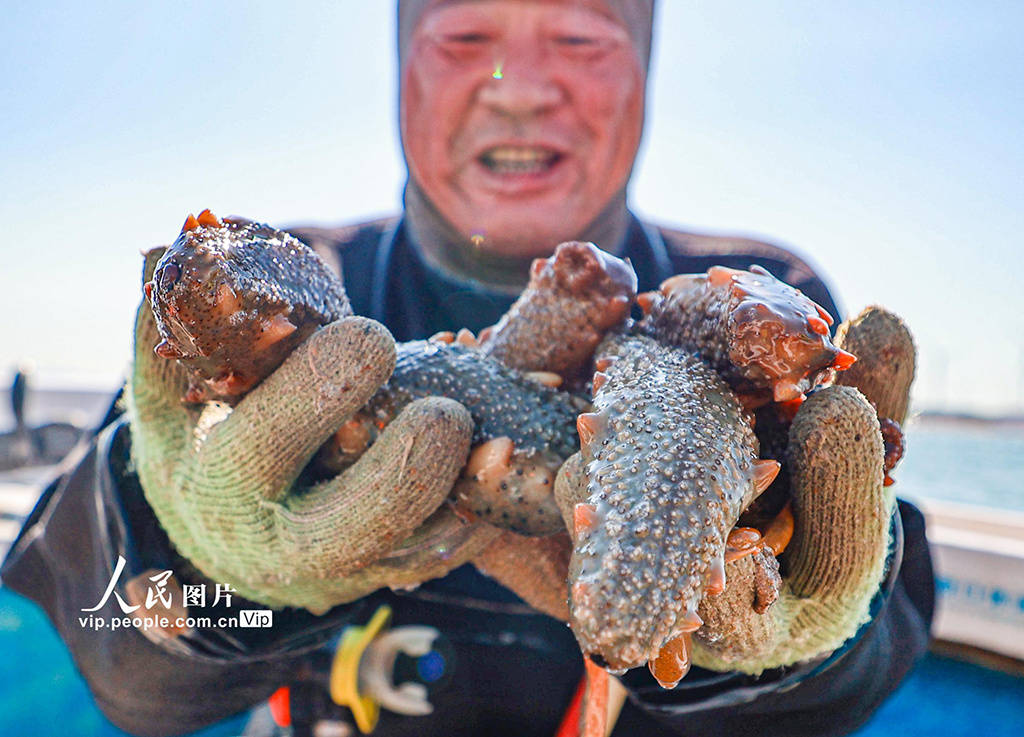 山东荣成:野生海参采捕忙_捕捞_李信_来源
