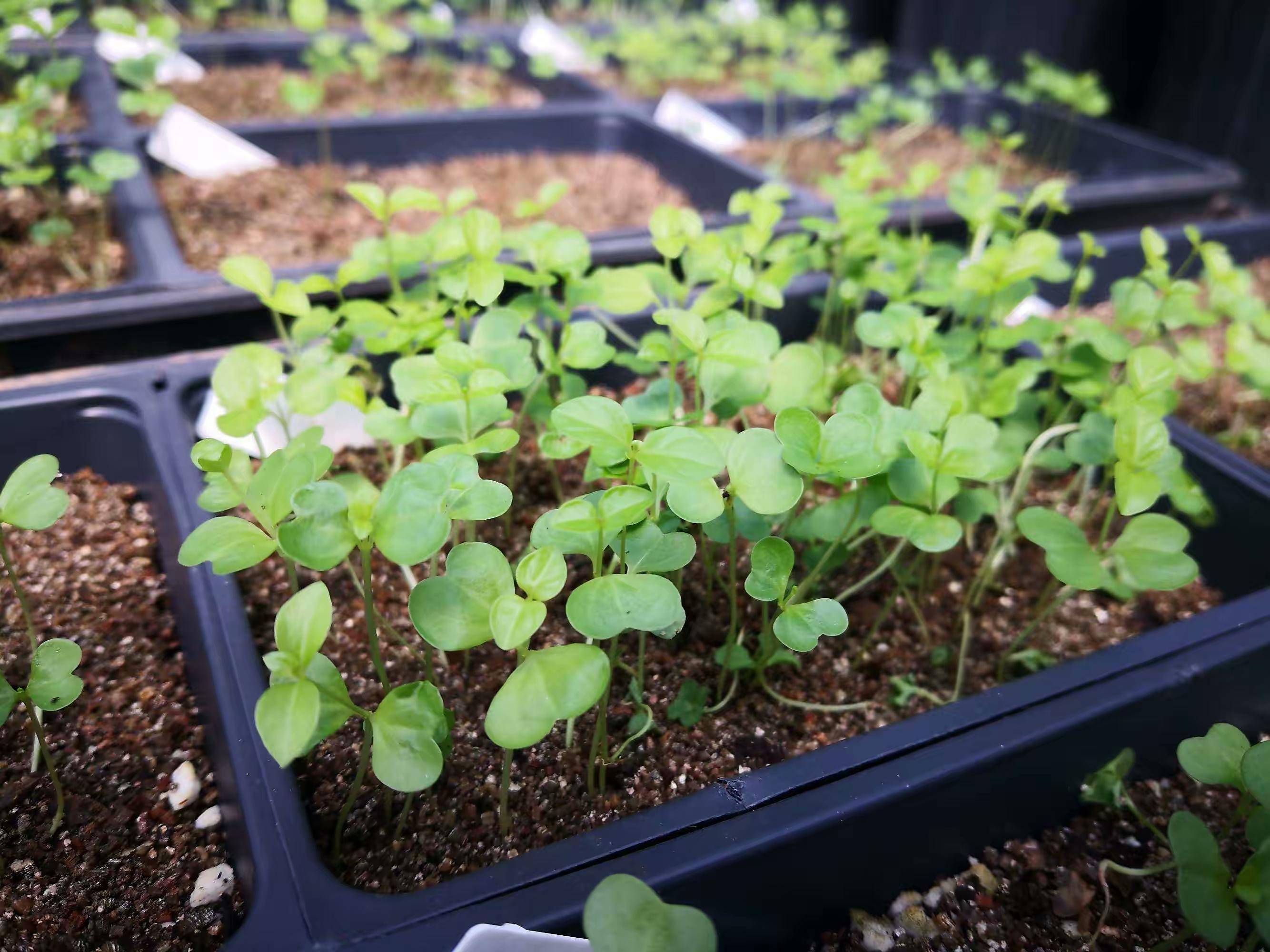 院子露台养一棵它,耐热耐晒,夏季开花红艳艳,一个夏天开不停