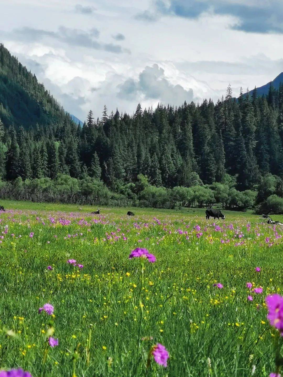 6月起 四姑娘山景区户外活动项目恢复对外开放