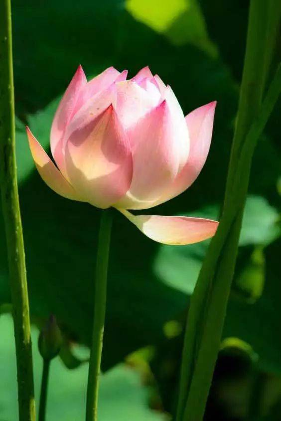 工笔素材:一组美丽的荷花!