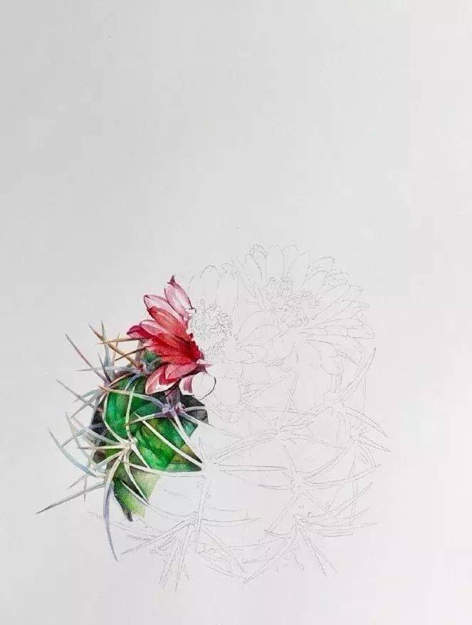 如何画好一盆彩铅仙人球!