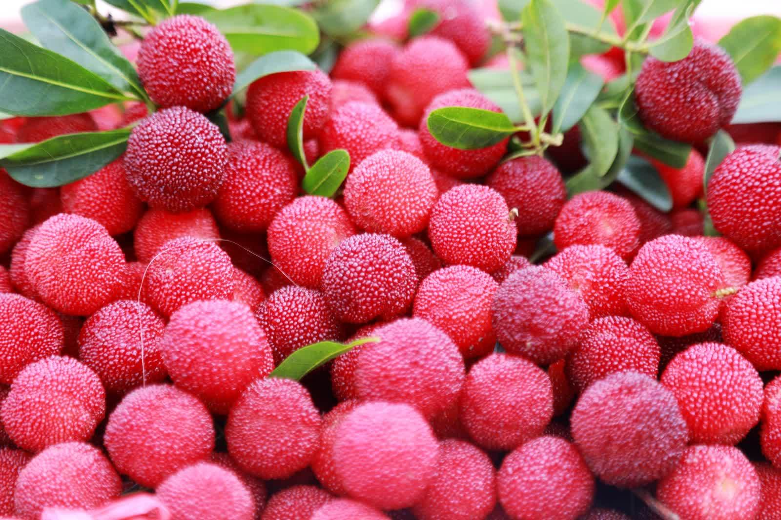 视频|新田县龙井塘村:杨梅熟了!快来享受夏日"梅"好时光