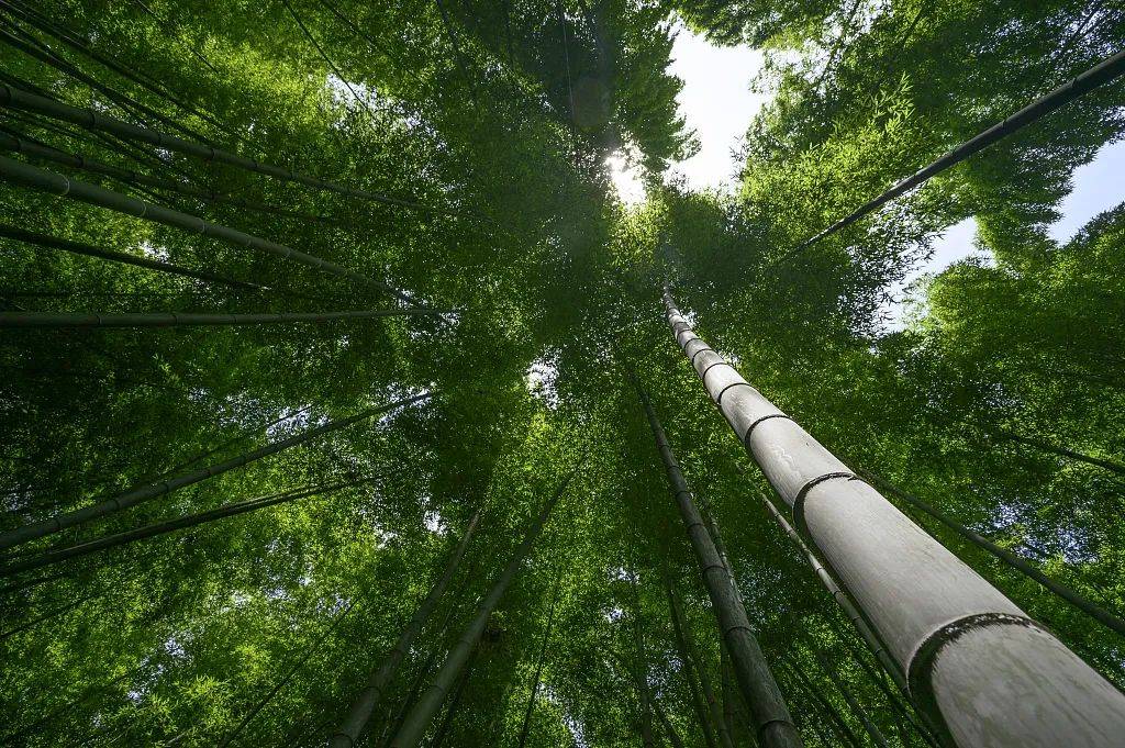 专家测算,若全球每年使用1亿吨竹子替代聚氯乙烯产品,预计将减少约6