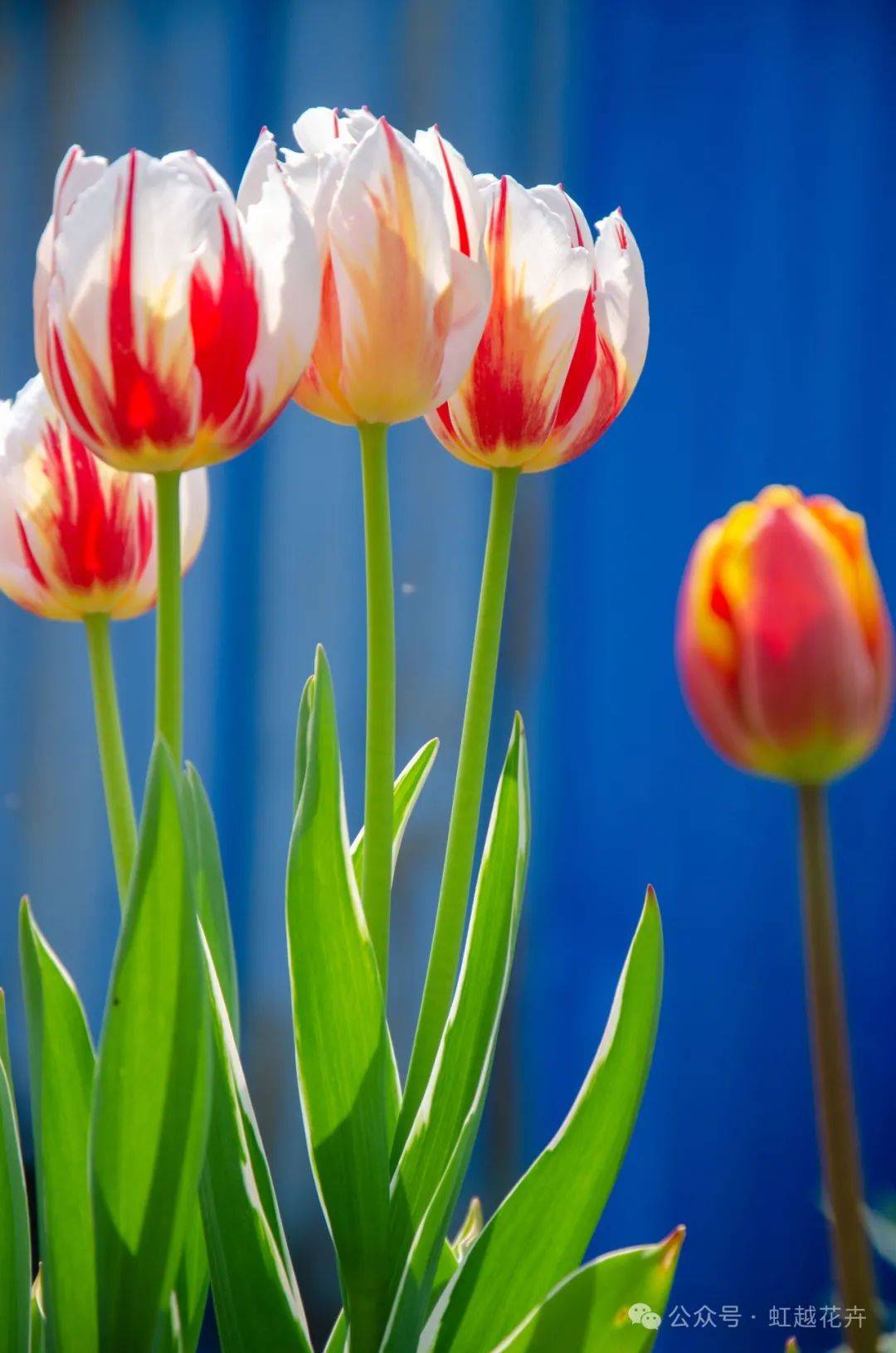 近50个春日郁金香品种图鉴,每一棵都美!翻!天!