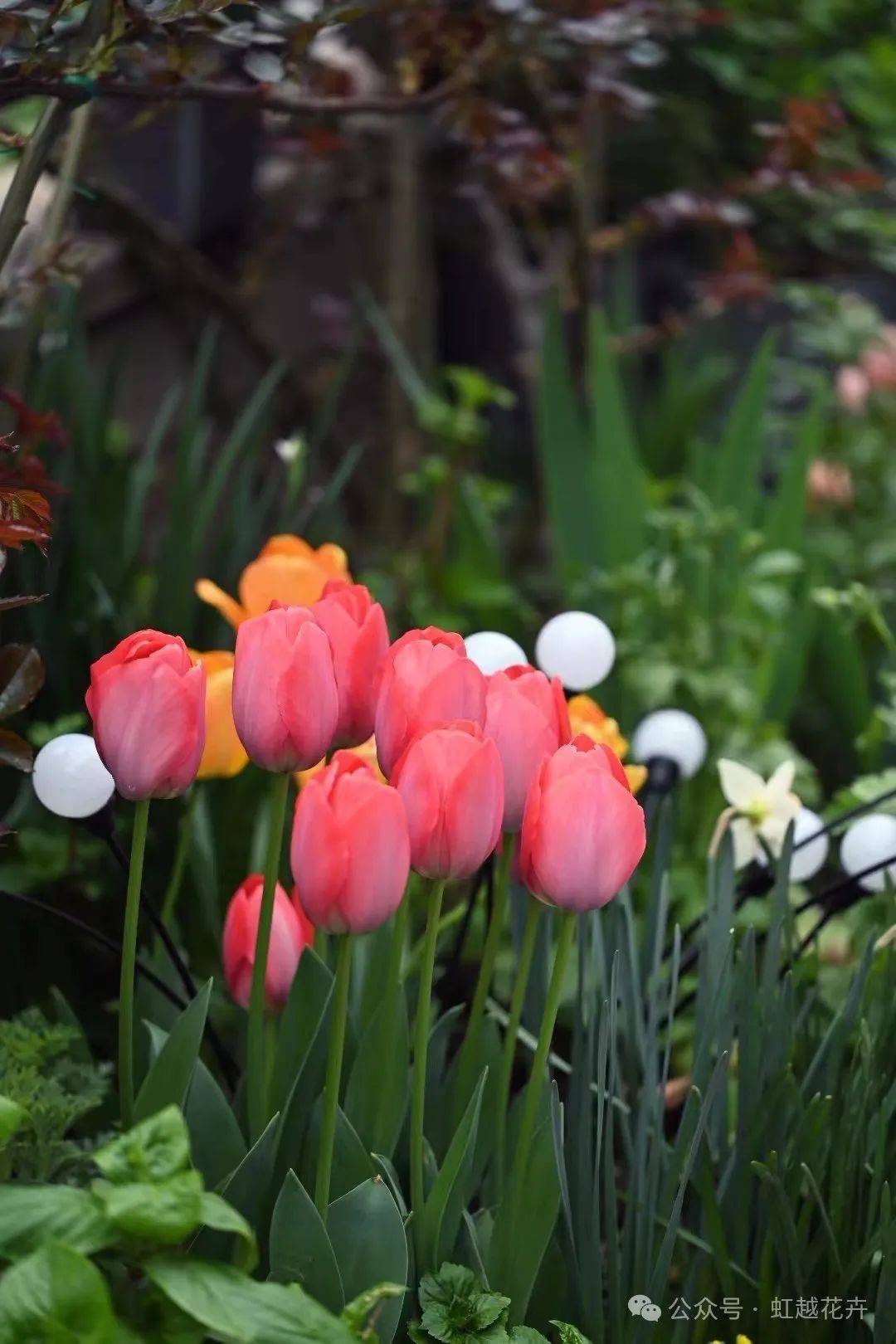 近50个春日郁金香品种图鉴,每一棵都美!翻!天!