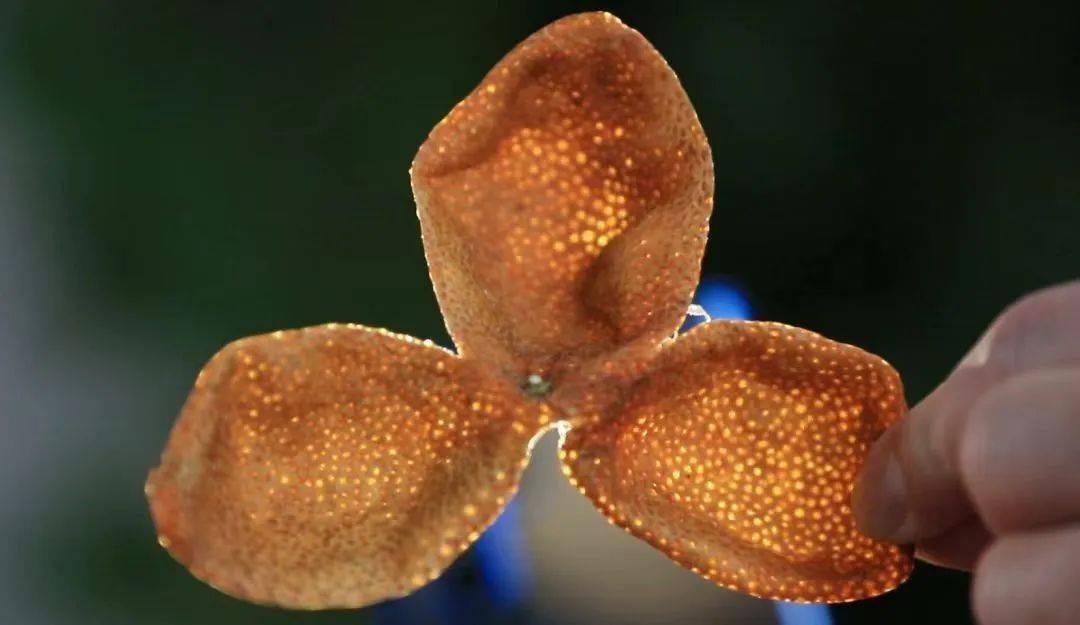 浦北陈皮"独"闯天下