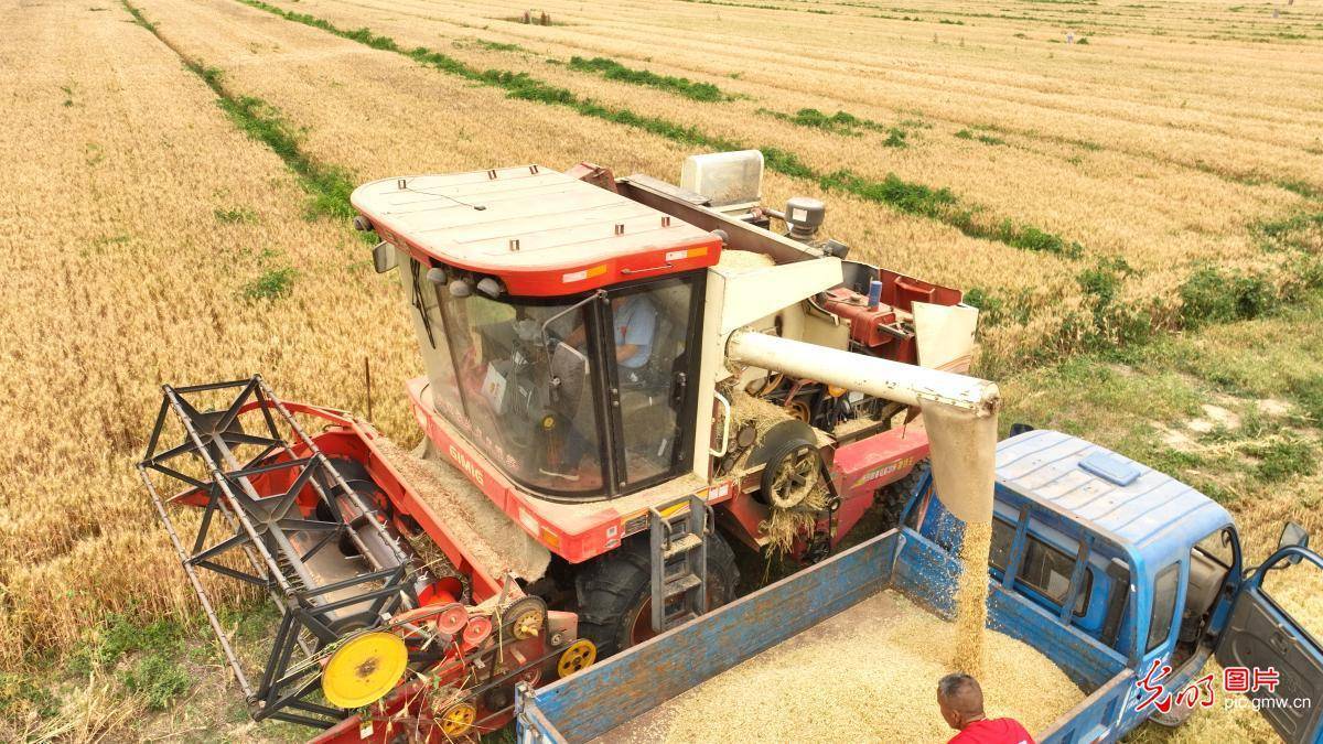 芒种抢收正当时 金麦浪涌满田畴_图片_小麦_景象