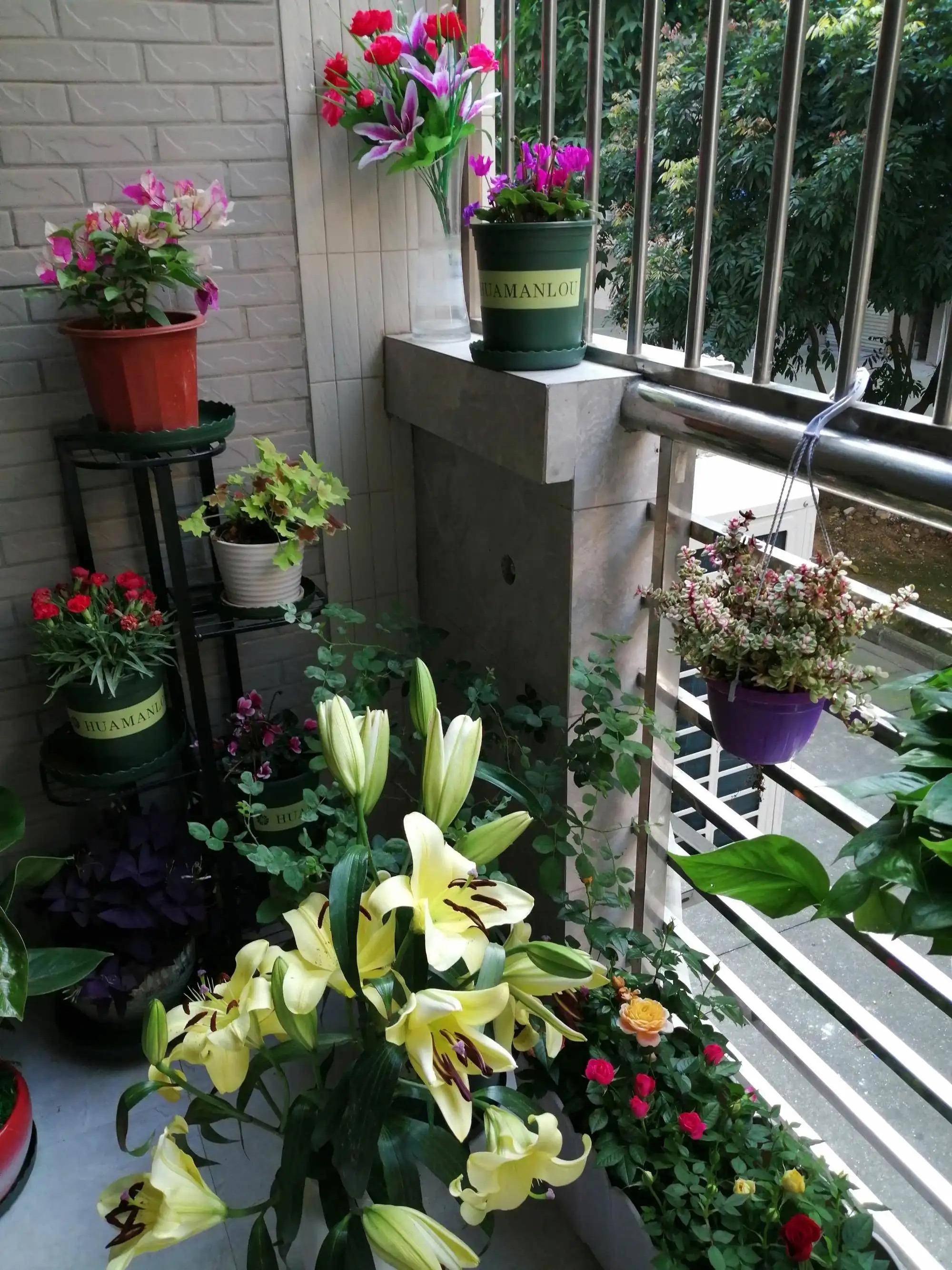 因为一些喜阳的花卉植物,就不适合在北阳台上养了,如果实在要在北阳台