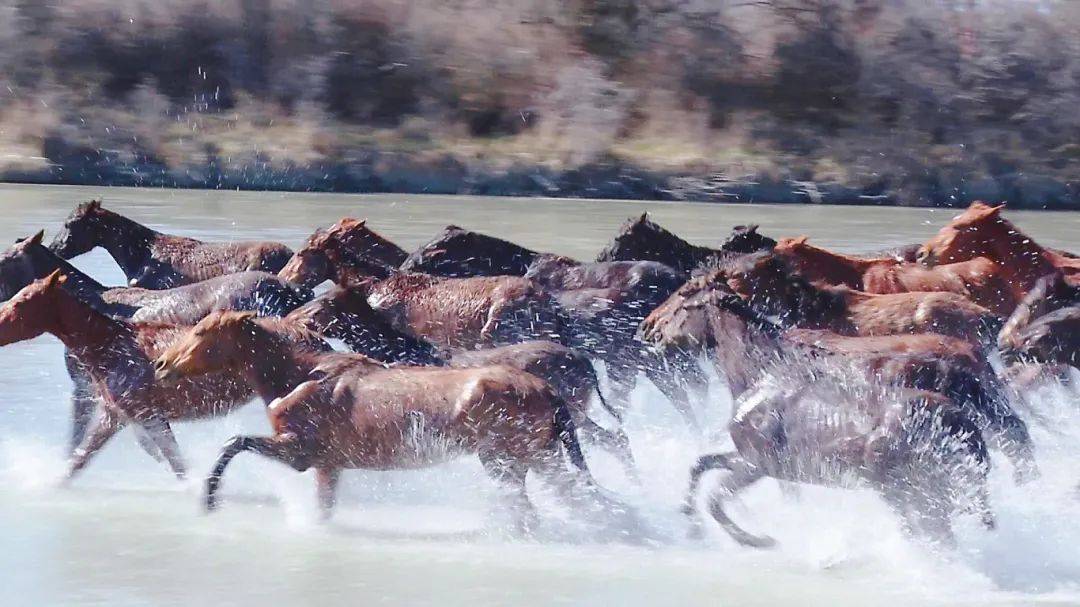 马蹄飞扬 踏浪而来——昭苏 "天马浴河" 壮观场景震撼游客