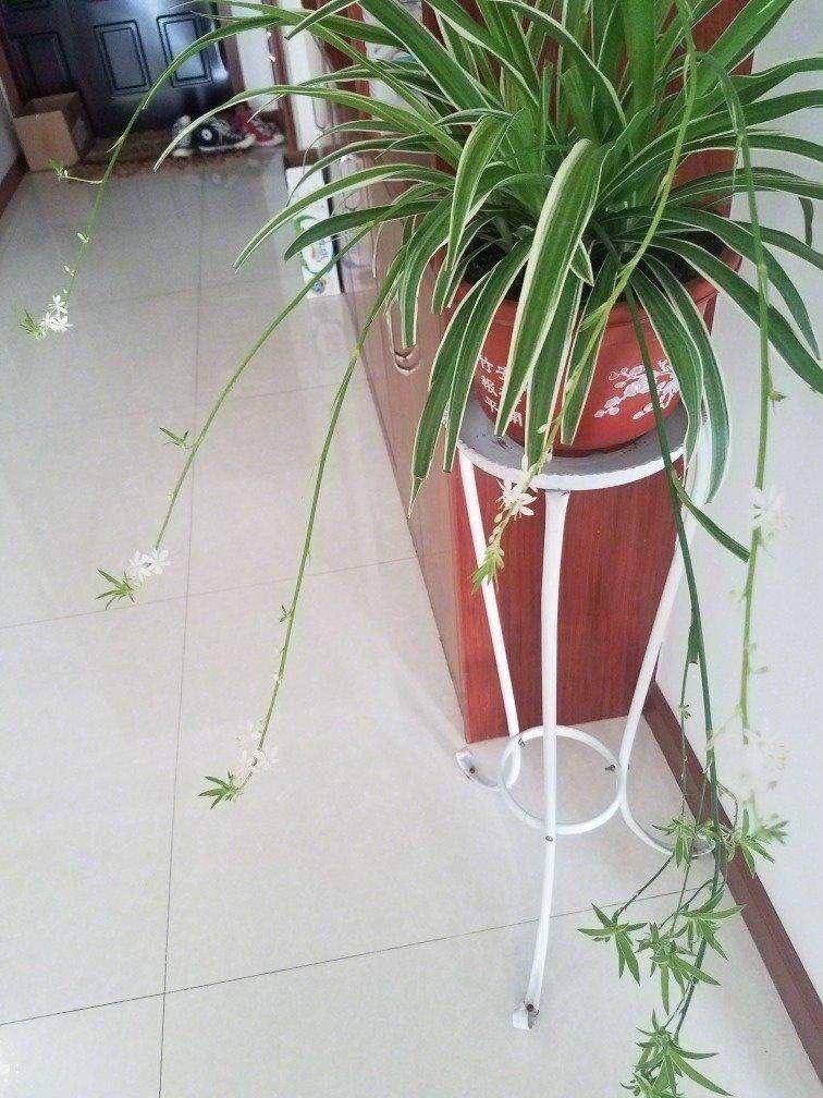 夏季这样养金边吊兰,叶片大,颜色鲜亮,匍匐茎一大圈