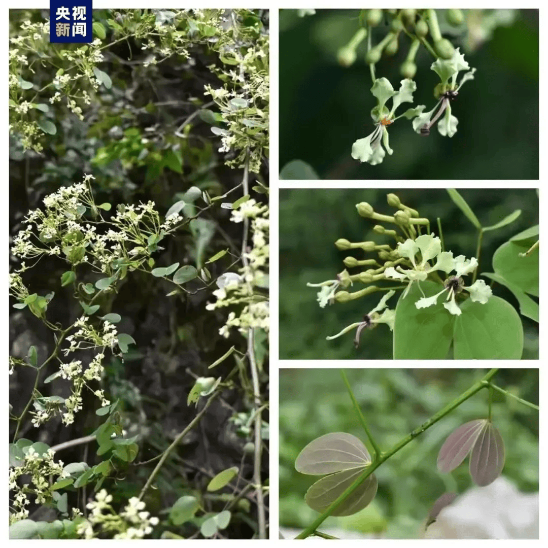 【发现】广西"又双叒"发现新物种!