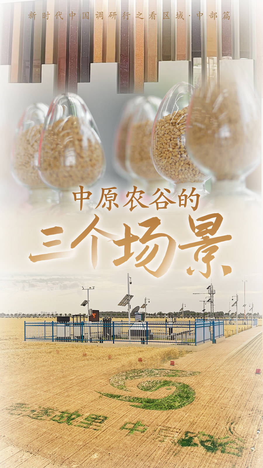 富尔东富135水稻种子图片