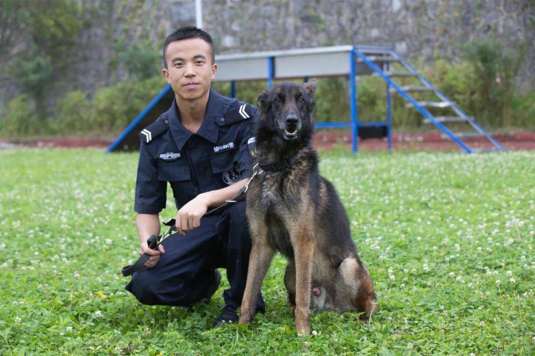 中国警犬品种图片