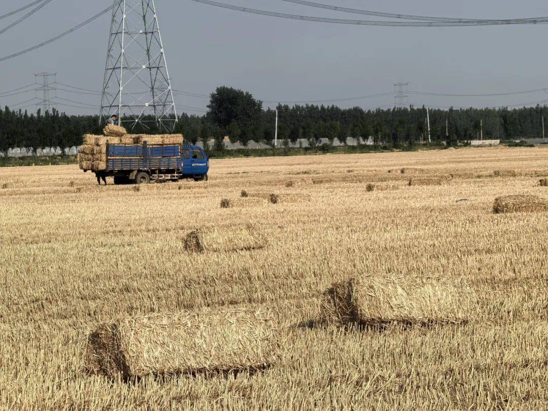 牡丹区沙土镇:秸秆回收再利用 "变废为宝"增效益_小麦_种养_农业