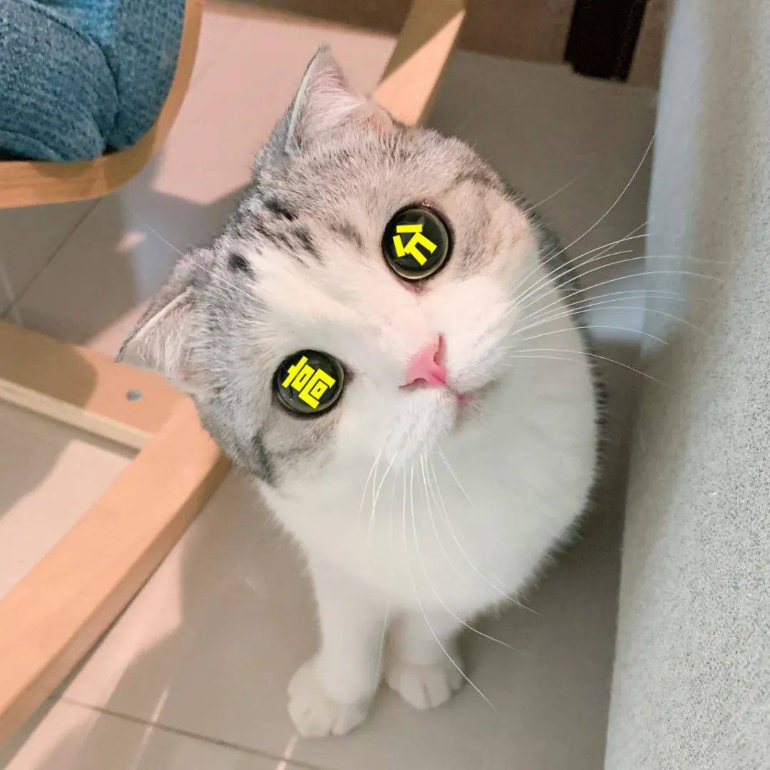 泡芙猫表情包 高考加油高分喷雾biubiu