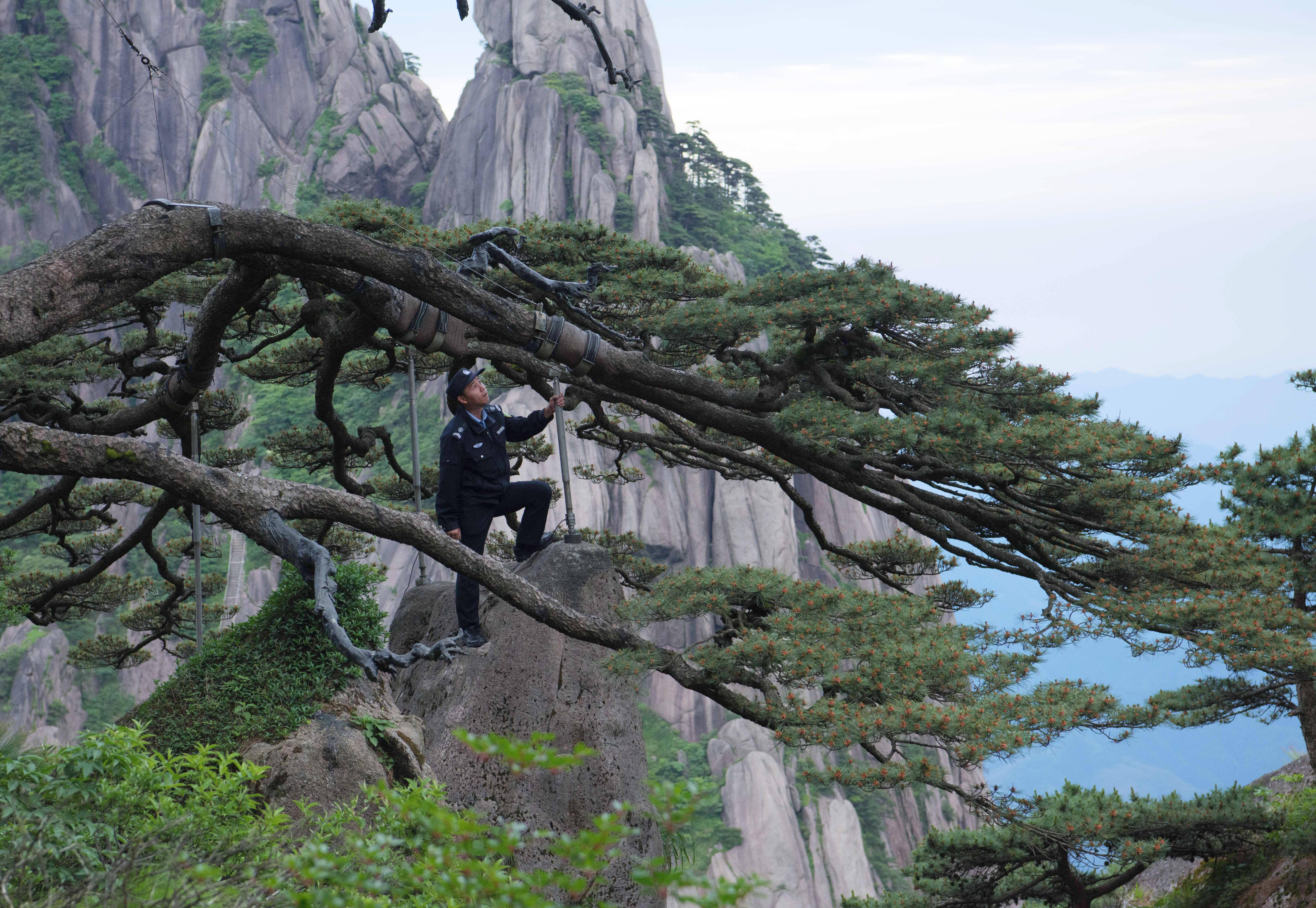 黄山"守松人"_迎客松_新华社_丁丁