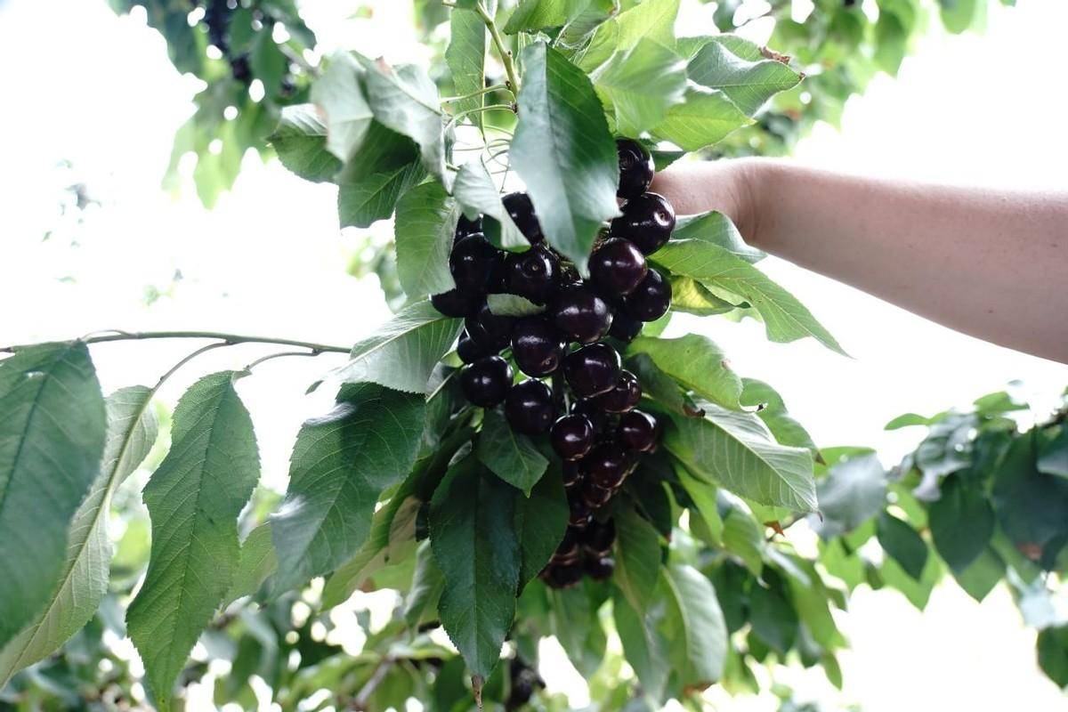 冠绿农业丨种苗与品种的繁育选育是大樱桃产业高质量发展的"芯片"