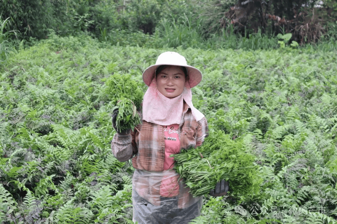 水蕨菜人工种植图片