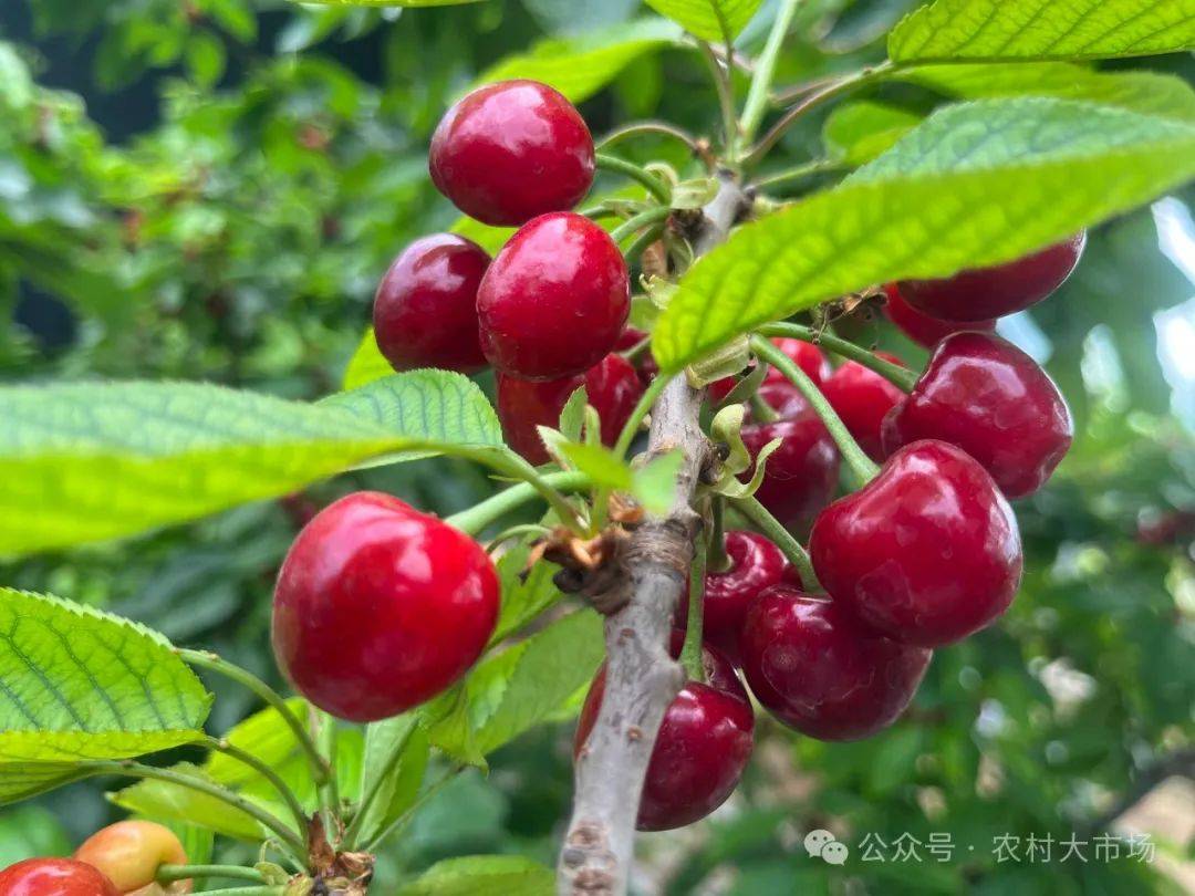 樱桃是北方初夏成熟最早的水果,每年的5月中旬至6月上旬则是西安市