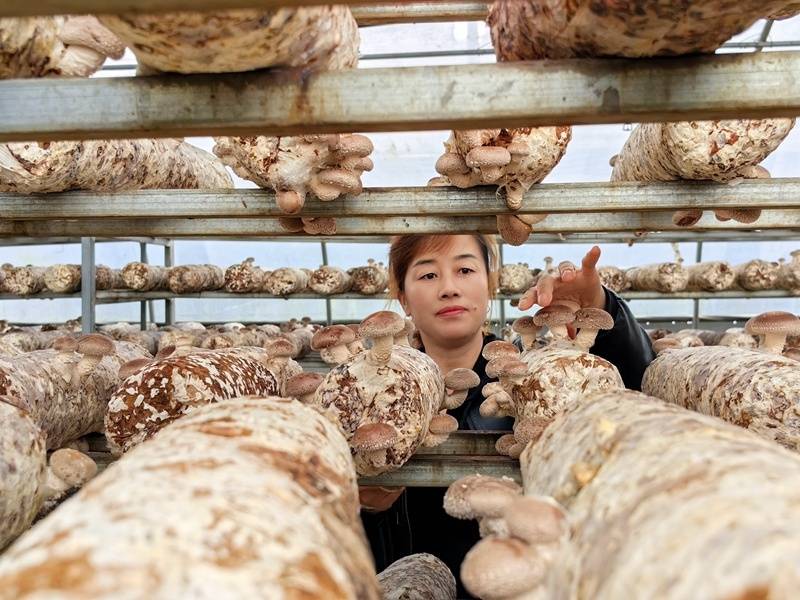 开阳县高寨乡:乡村朵朵"香菇" 撑起群众"致富伞"_种植_公司_生产