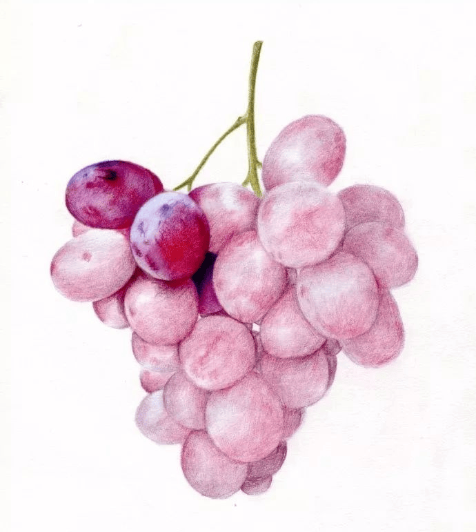 如何画好一串彩铅提子!