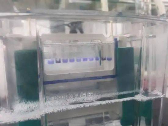 2,上样:最左和最右孔可加sds-page loading buffer压平条带;可与最