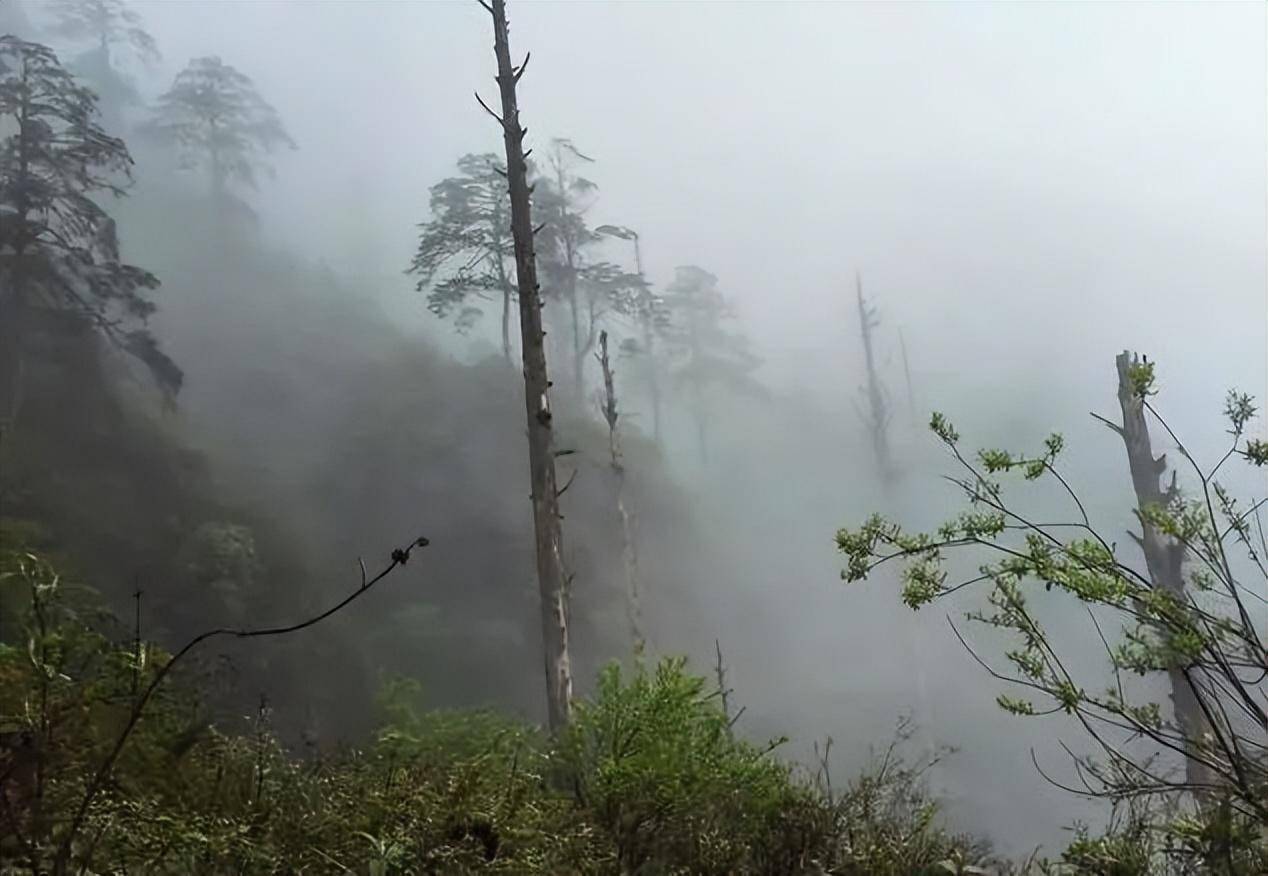 四川北纬30度禁地黑竹沟,诡异吞人罗盘失灵,是石头作祟