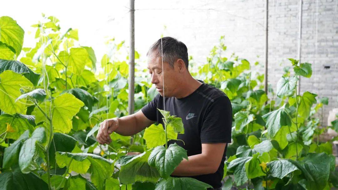 农村致富种植养殖技术(农村致富种植养殖技术视频)