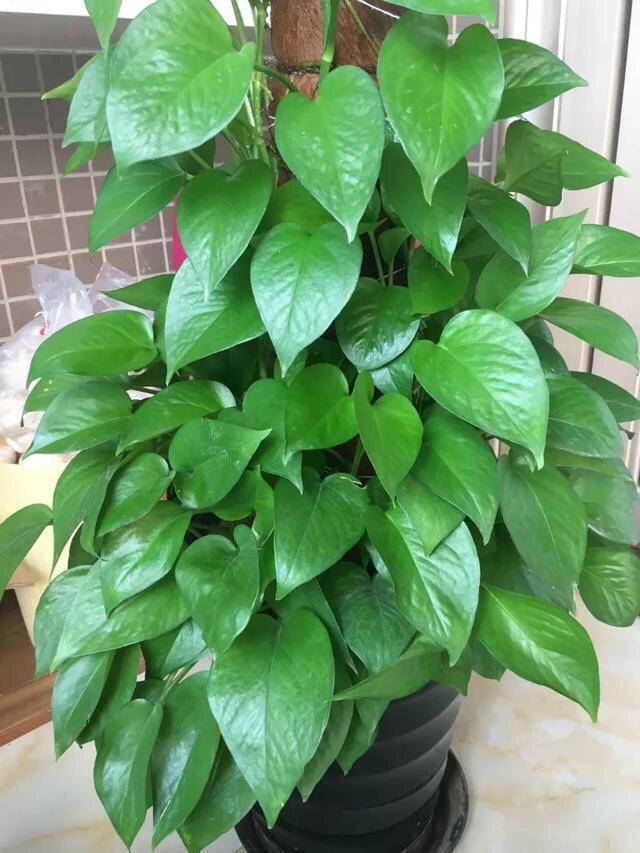 家中摆放绿植有学问,注意"5点",漂亮长势好,净化空气又旺宅