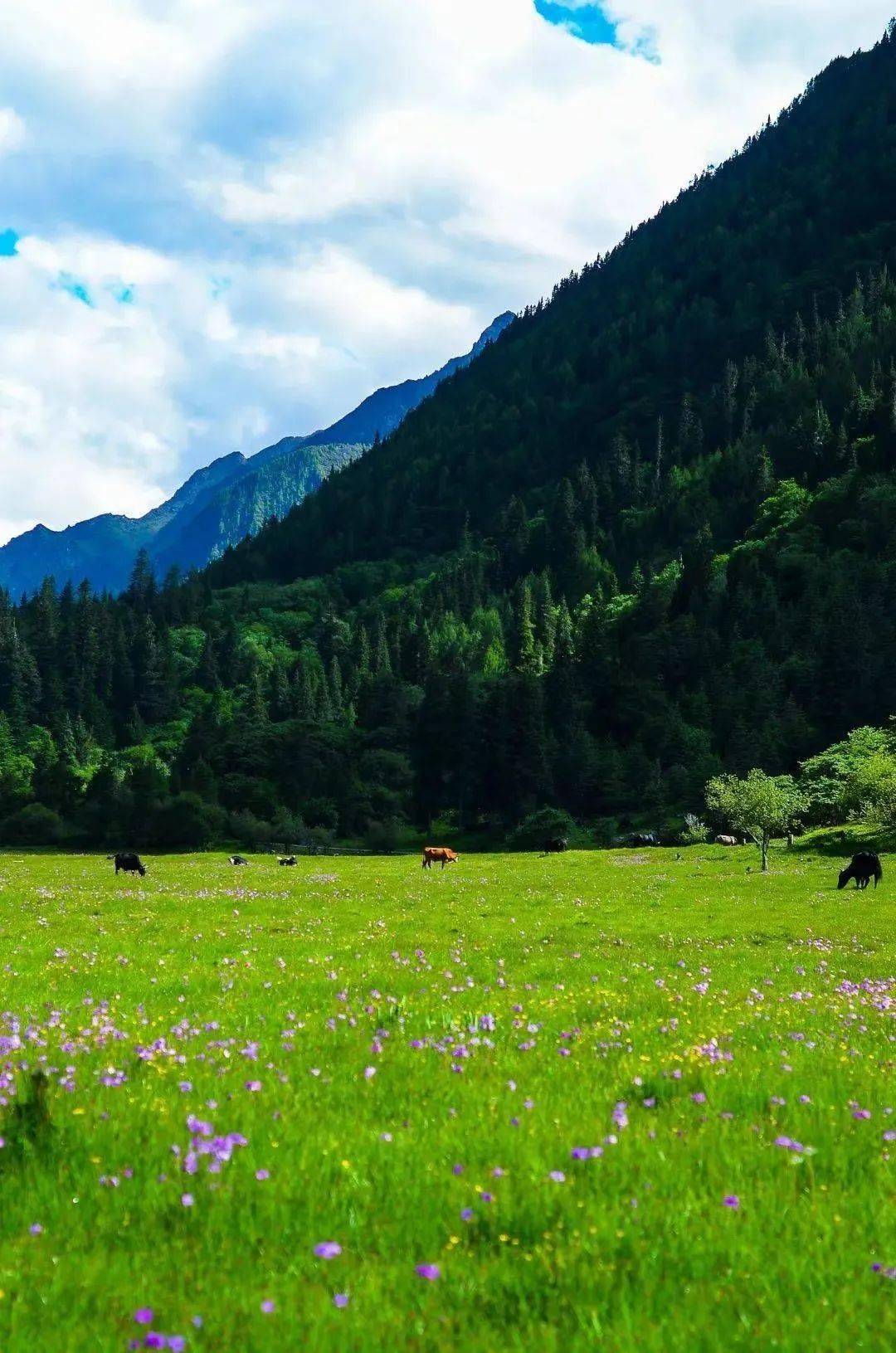 达州青青草原风景区图片