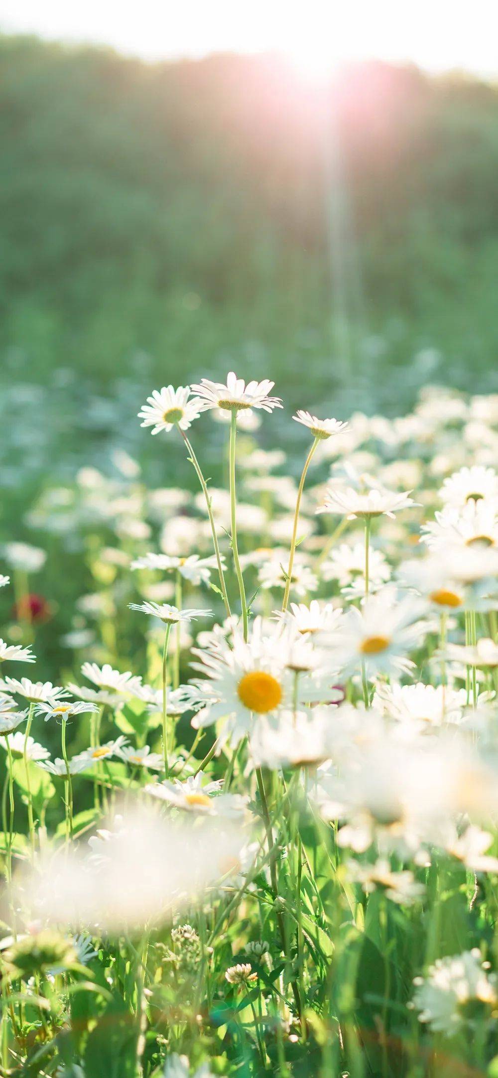 壁纸 | 高清8k全面屏壁纸