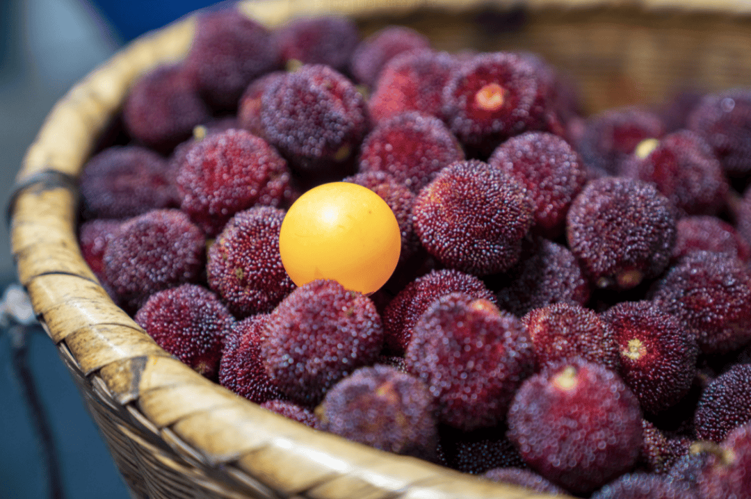 杨梅采摘攻略,收了