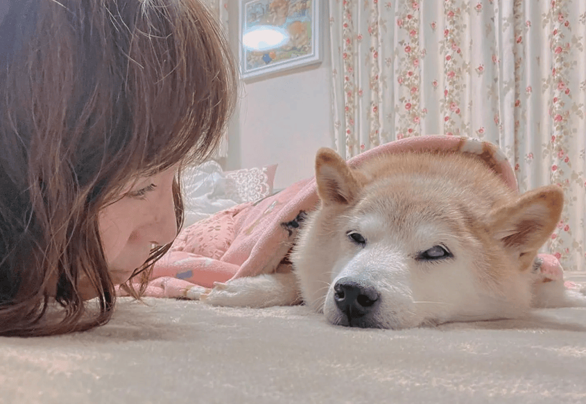 表情包鼻祖kabosu去世,这次真的该说晚安doge了._佐藤_网友_柴犬