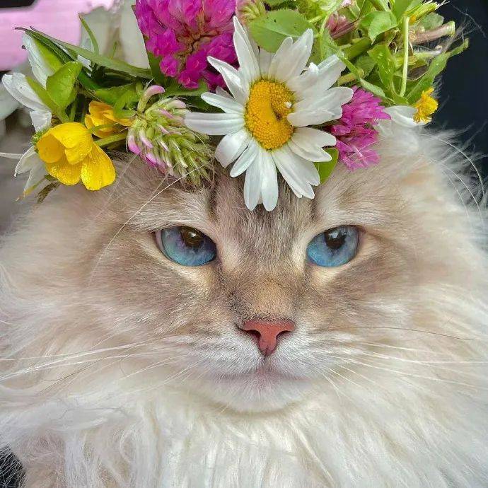 头像 | 卡哇伊~ 可爱满满的头像