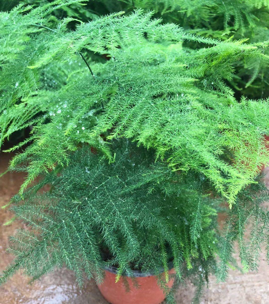 养好文竹,有"两招",笋芽多更翠绿更漂亮长疯了