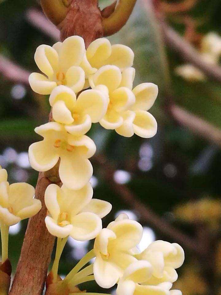 紫藤春季是紫藤花开的季节,那些藤蔓上的花朵无数,特别浪漫,它是非常