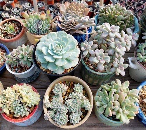 养多肉,土里加点"沙子",盆土疏松不板结,根壮叶肥,更美了
